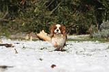 CAVALIER KING CHARLES 513